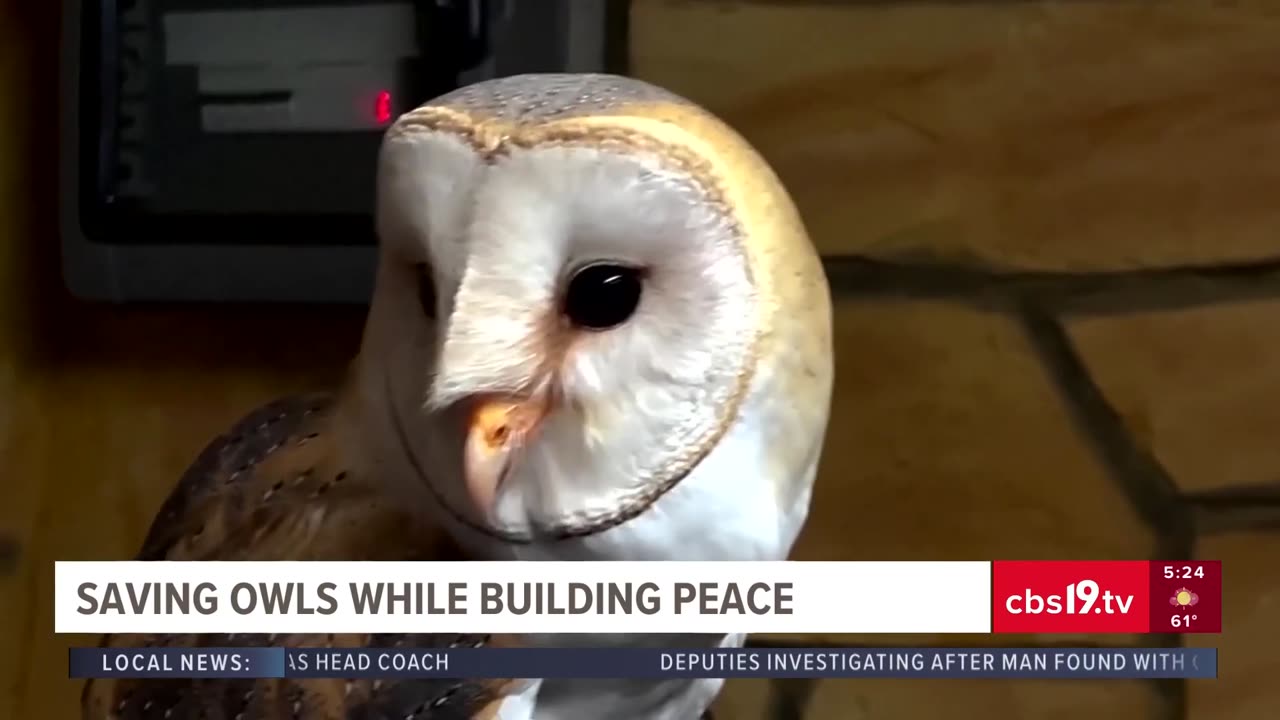 Saving Middle Eastern owls amid war