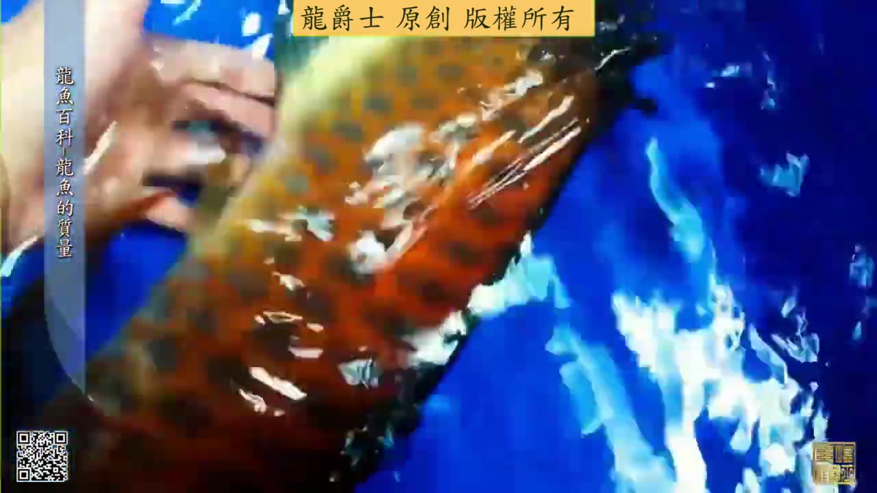 【龍爵士】龍魚百科 龍魚的質量