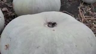 🎃💥 Ukraine Russia War | 5th Tank Brigade Halloween Greetings | RCF