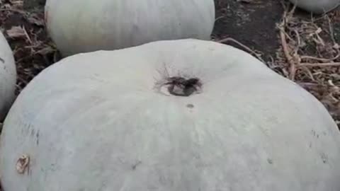 🎃💥 Ukraine Russia War | 5th Tank Brigade Halloween Greetings | RCF