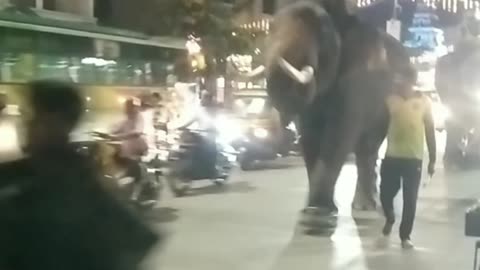 Dasara 2025 Special 🎉 | Shimoga Ki Grand Elephant Parade 🐘