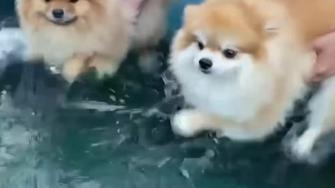 Best Animal Fails 2024 – Funny Cats and Dogs Compilation