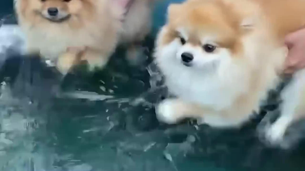 Best Animal Fails 2024 – Funny Cats and Dogs Compilation