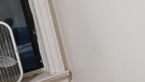 Midtown protest sees 👀 seething New Yorkers march against ICE, Trump