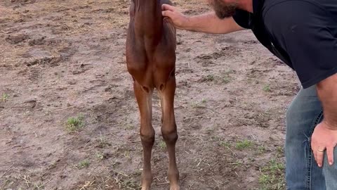Horse Baby Loves Chewing A Hat