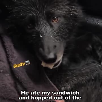 Rescue a wolf