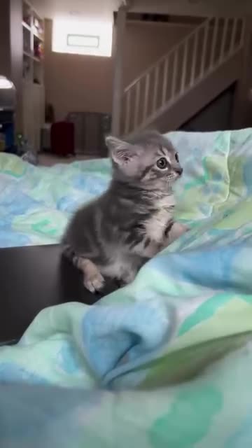 Funny cats moving and playing🙊😂