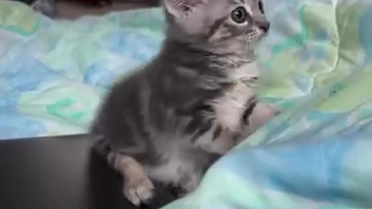 Funny cats moving and playing🙊😂