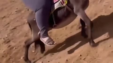 Give the donkey credit