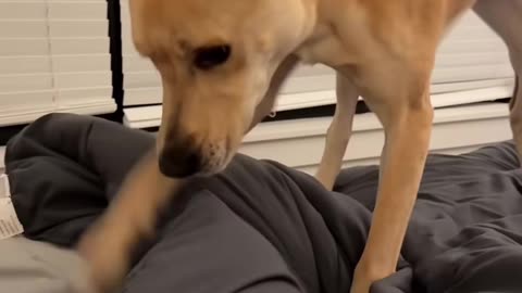 Cute Baby Playing With Animals | Adorable Baby & Pets Moments | Funny Animal Reactions”