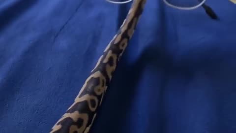 Lili is a low version of the cobra 🐍🥺