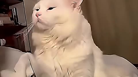 Cats don't like being petted ☠️#funny #tranding #cat