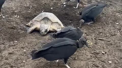 Poor Turtle Mother