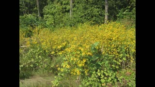 Keep On The Sunny Side Brown Eyed Susan Sept 2022