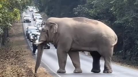 Huge male elephant stop the traffic