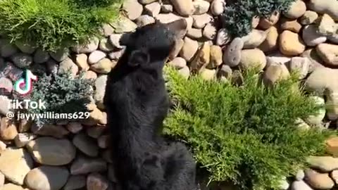 I’ve watched this 20 times and I still can’t stop laughing 😂