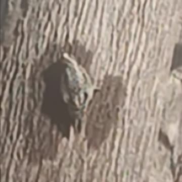 Red bellied woodpecker