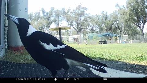 Magpie Perfectly Imitates Horse