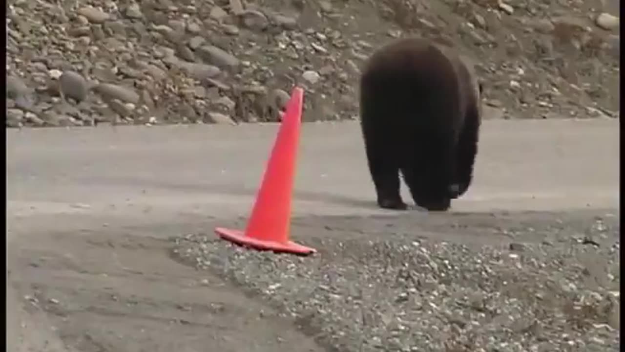 😮🦨 Alaskan Bear Fixes Roadside Cone! | FeedMyCuriosity