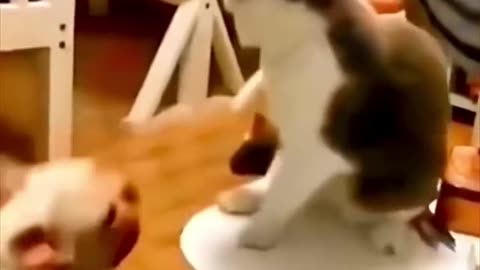 😂😂 Funny moments of cats and dogs