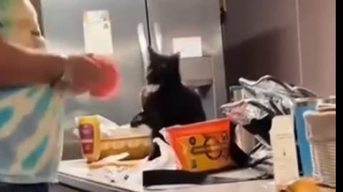 Cut cat full funnyvideo