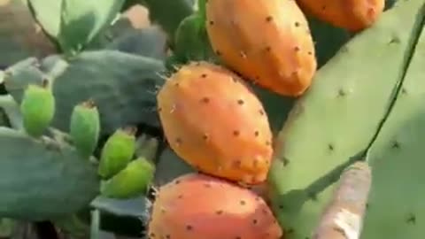 Cactus Fruit Harvesting using sharp tools...