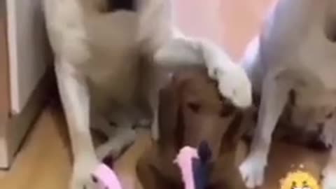 FUNNY AND CUTE DOGS!!