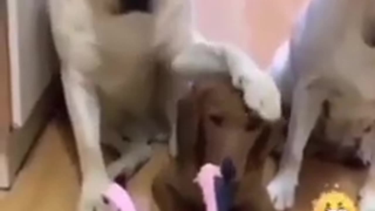 FUNNY AND CUTE DOGS!!