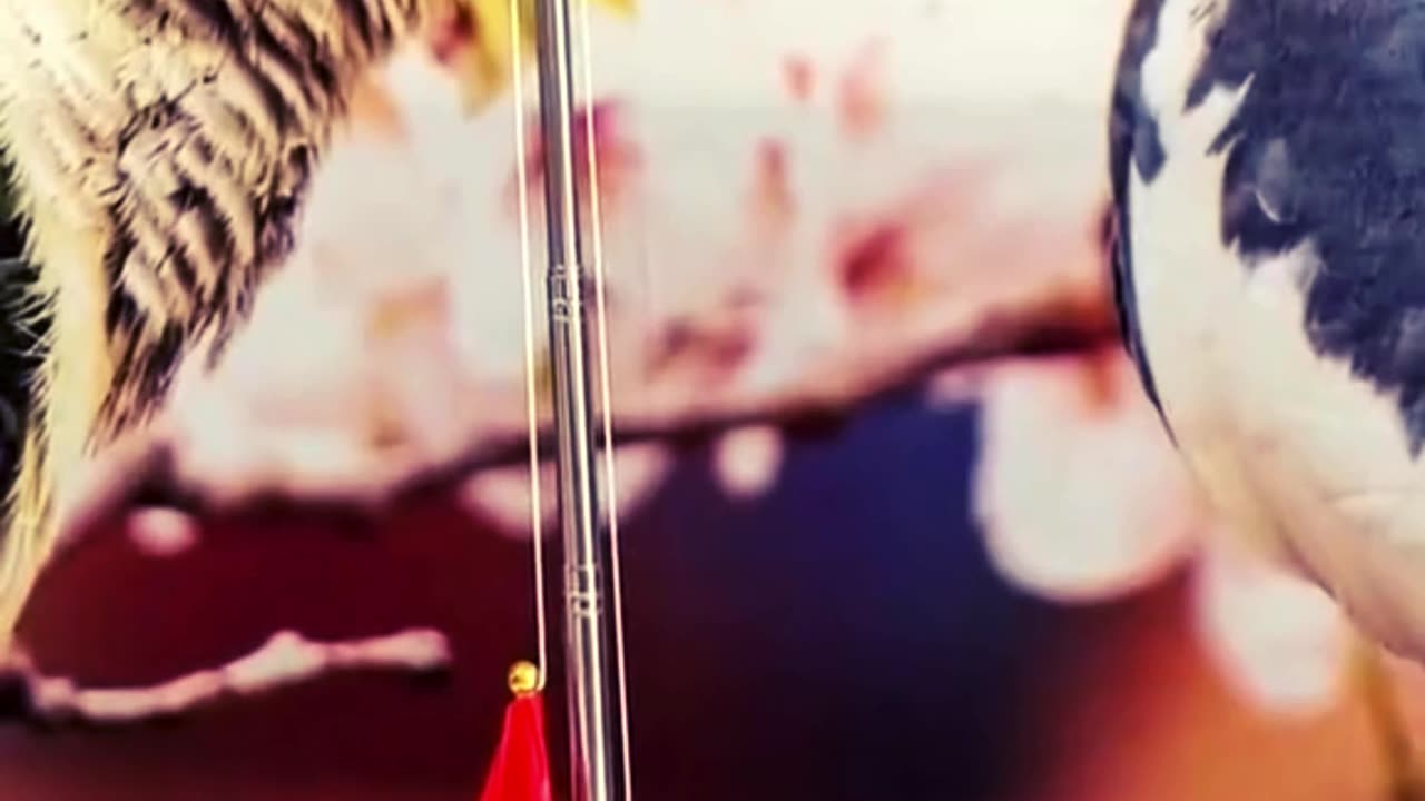The hardworking parrot 🦜-#trending#trendingvideoshort #trending #entertainment