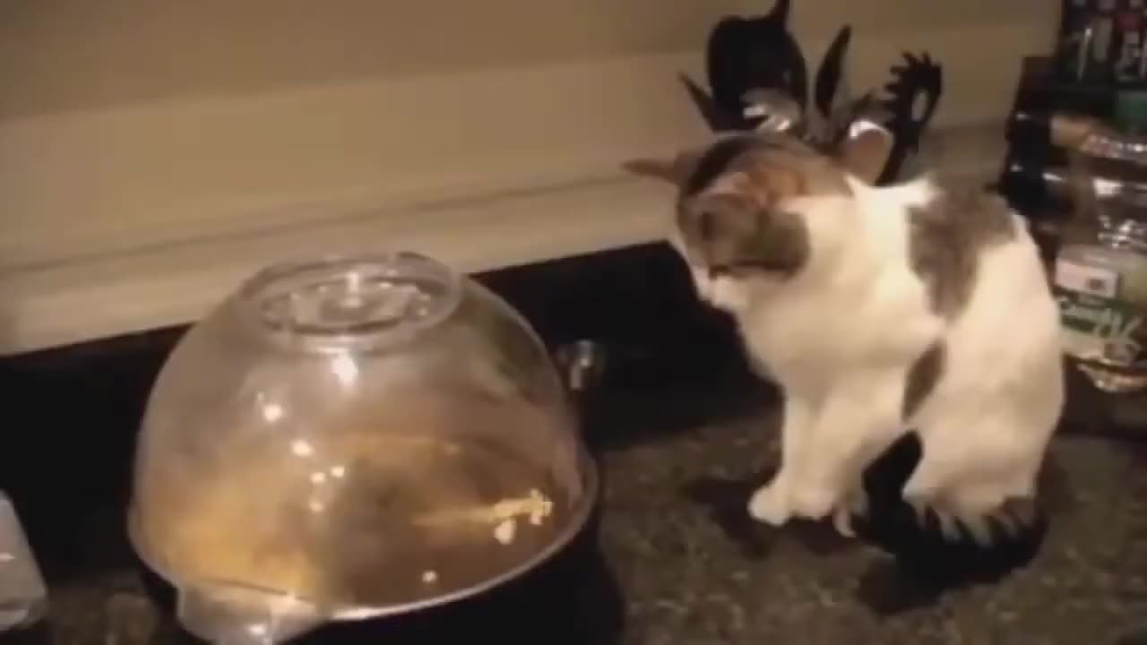 Funny cat video