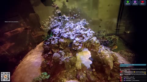 24/7 Real Live Reef Stream