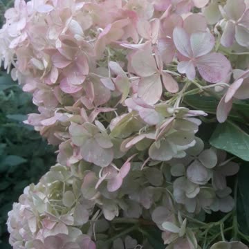 Giant Hydrangea