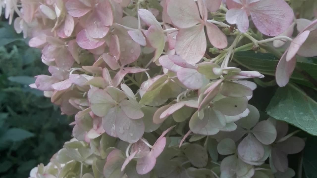 Giant Hydrangea