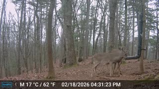 The Woods – 02/19/2026