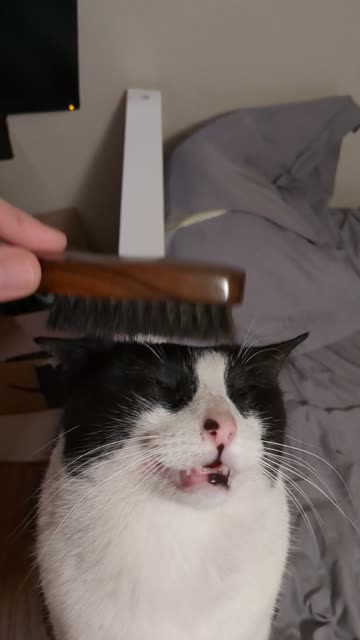 My Cat's Soul Leaves His Body When I Brush Him