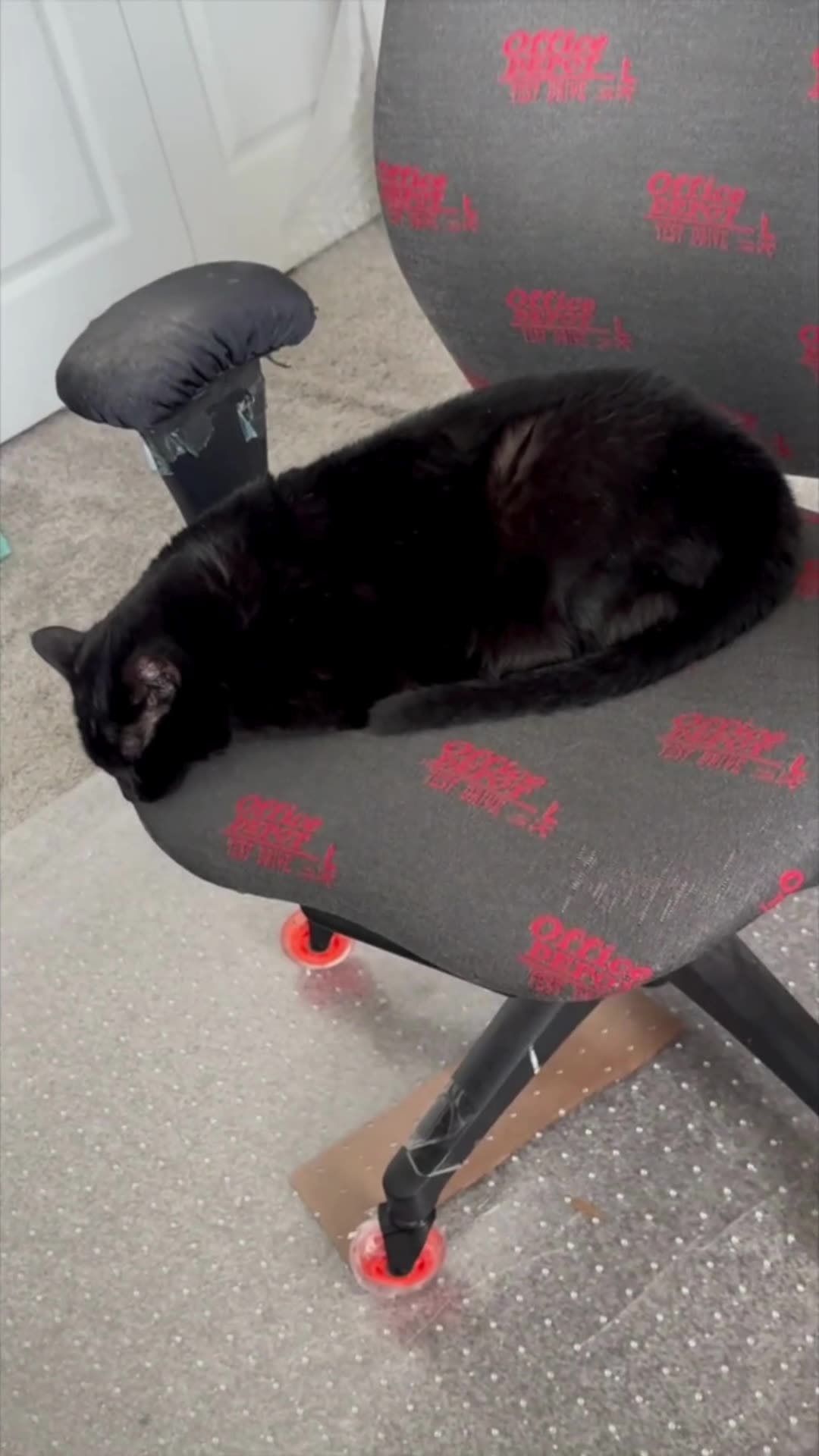 Cute Precious Piper Dreams of Her Lunch Hour - My Adopted Shelter Cat Vlog. #shorts