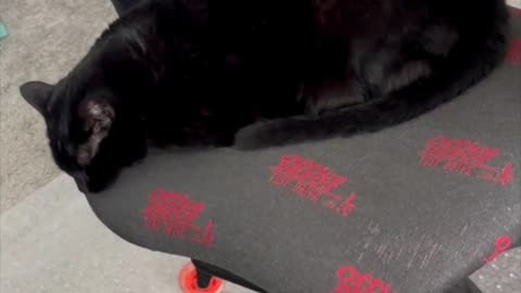 Cute Precious Piper Dreams of Her Lunch Hour - My Adopted Shelter Cat Vlog. #shorts