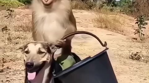 Funny animals #02