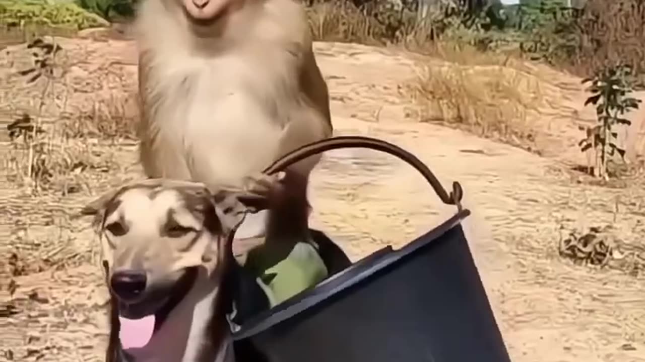 Funny animals #02