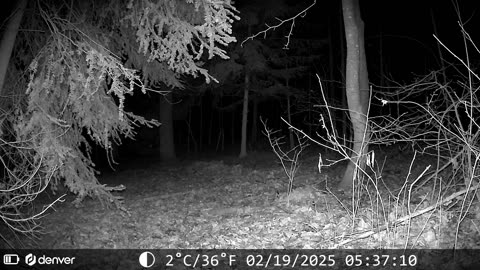 Deer in a peaceful forest - Reh in friedlichem Wald