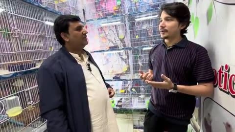 Lady golden finch shop