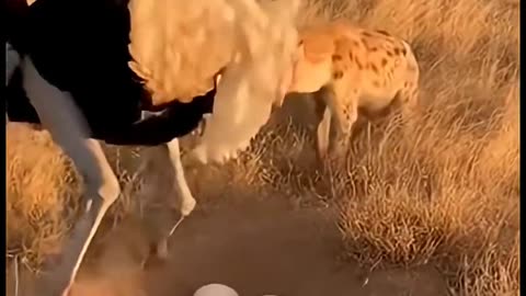 Hyena Lunges at Ostrich Nest