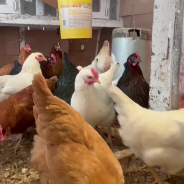 My new favorite farm animal!