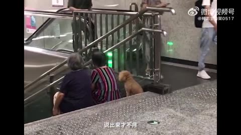 狗子，我会好好的