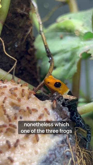 Let’s Feed The Poison Dart Frogs!