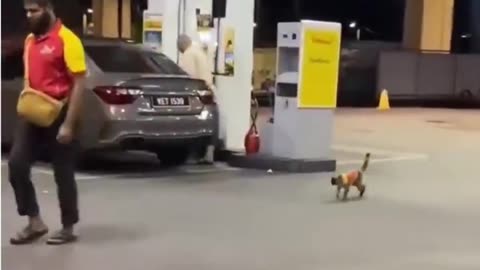 Stray cat who visited a gas station daily for food is now part of the team