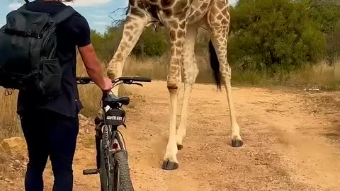 The giraffe