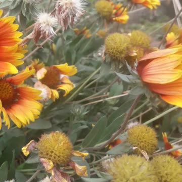 Gaillardia fights a hurricane