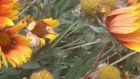 Gaillardia fights a hurricane