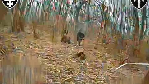 Ukrainian Drones Dropping in On Russian Campsites